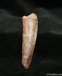 Rooted Inch Spinosaurus Tooth - Dark Enamel #1305-1